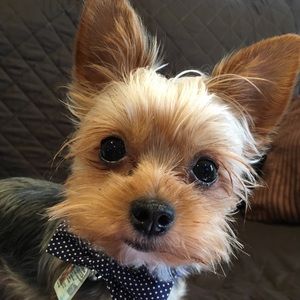 Meet your Posher, Ana